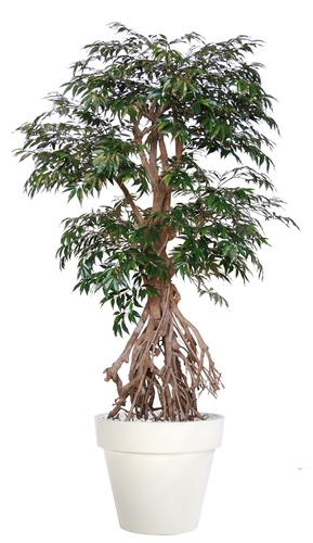 Myrsifolia Root 220 cm